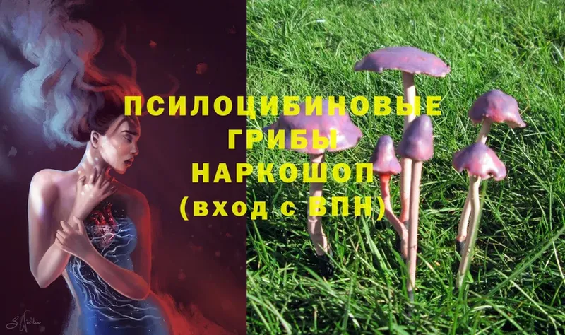 Псилоцибиновые грибы MAGIC MUSHROOMS  Майкоп 